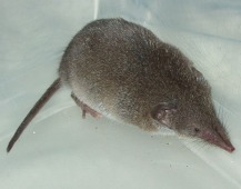 Feldspitzmaus