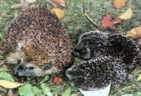 Igel