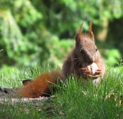 Eichhörnchen