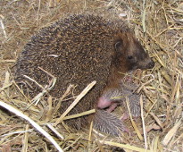 Igel mit Jungen